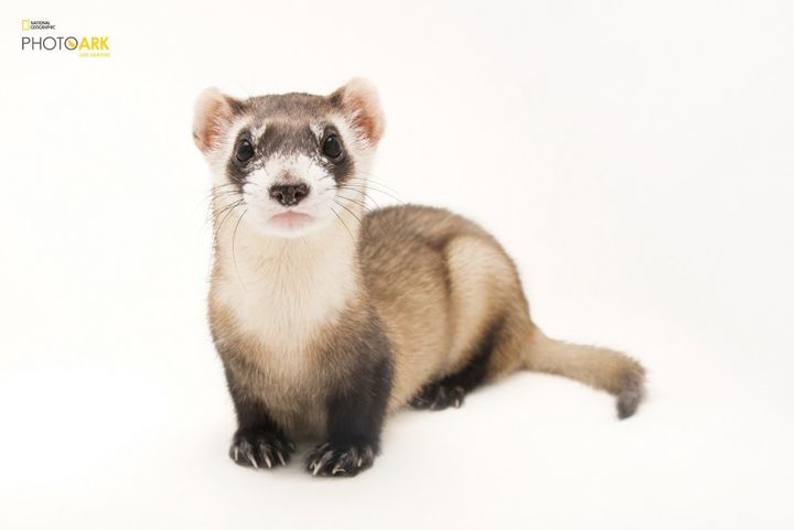 A black-footed ferret at the Toronto Zoo
