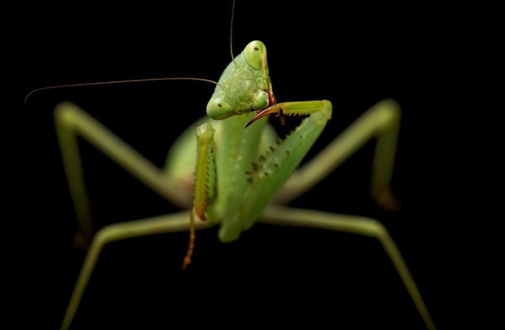 A springbok mantis