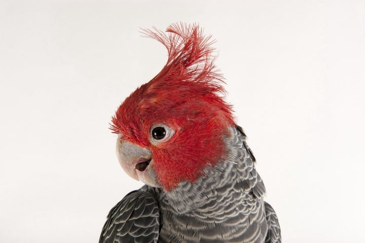 A gang gang cockatoo