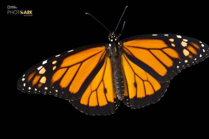 A monarch butterfly at the National Botanical Garden in Santo Domingo, Dominican Republic.
