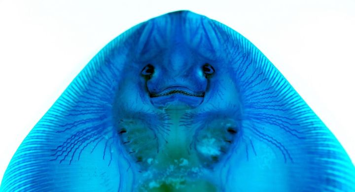 Alcian blue-stained skate with visible canals of ampullary organs.
