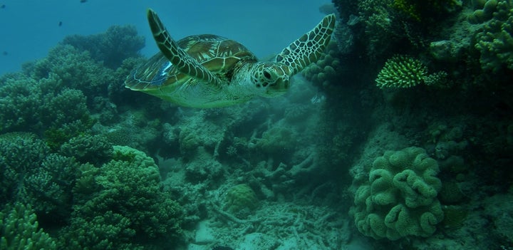 <p>Leroy an Endangered green sea turtle- Great Barrier Reef </p>