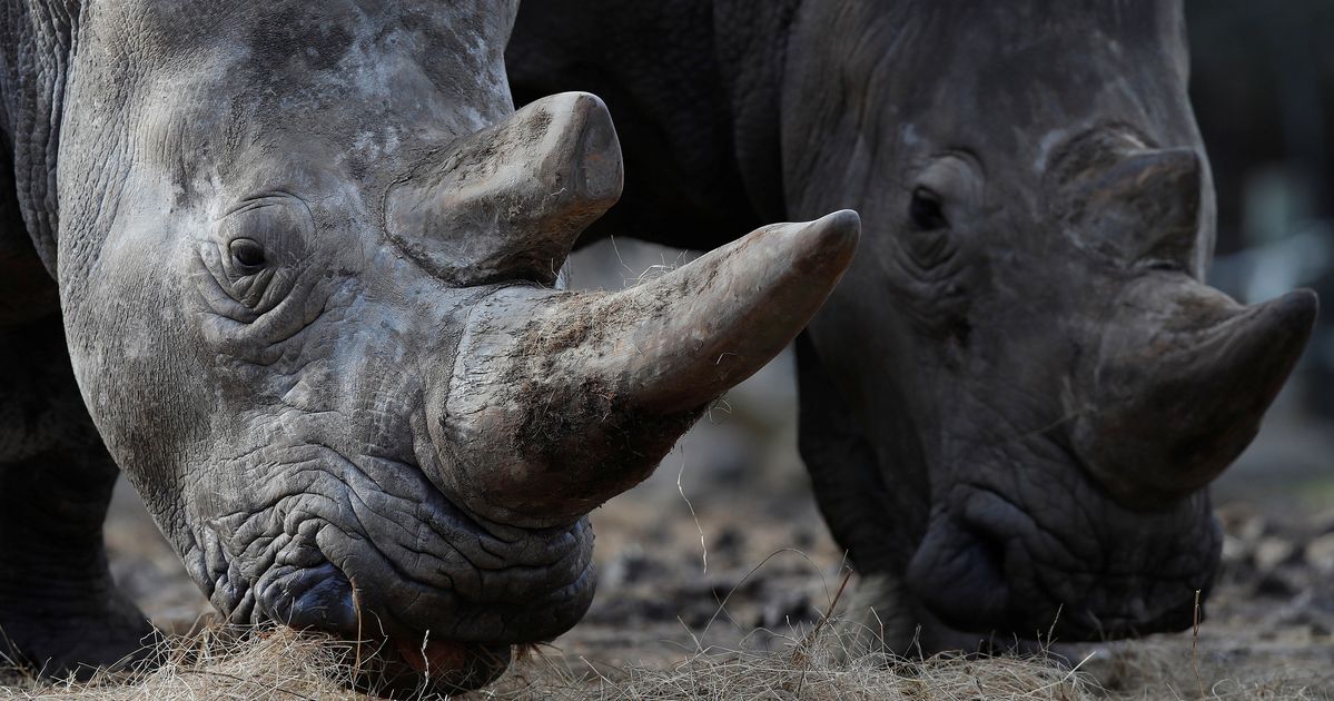 Носорог все выступления. Камерунский черный носорог. Черный носорог браконьерство. Нос носорога.