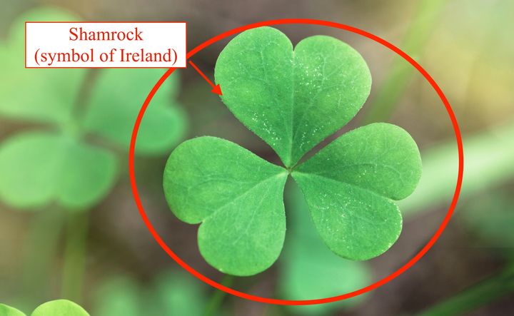 The shamrock is associated with Irish pride. 