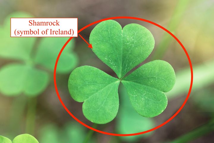 The shamrock is associated with Irish pride. 