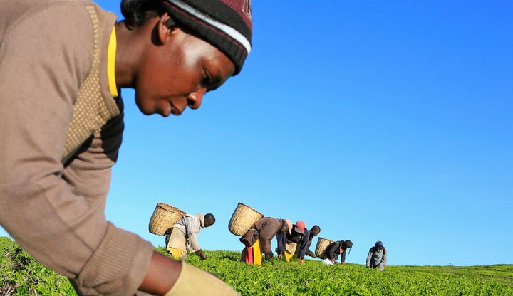A woman picks tea leaves at a plantation in Nandi Hills, in Kenya's highlands region west of capital Nairobi, November 5, 201