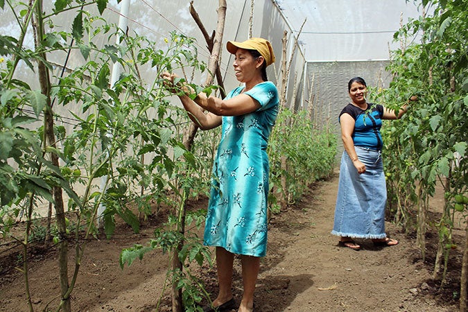  Mercedes Sanchez de Garcia and Doris Gomez from Mujeres en Acción pruning tomato plants. Photo: UN Women/Monika Remé