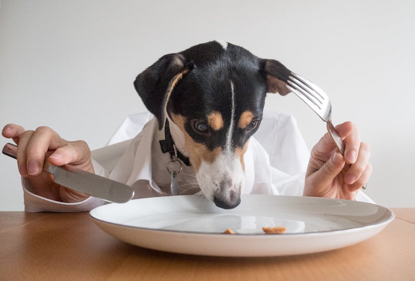 5 Pet Food Trends For Healthier Pets HuffPost