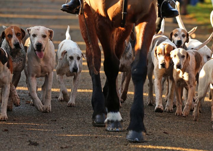 Dozens of hounds have reportedly been killed following a suspected bovine TB outbreak in Buckinghamshire. File image.