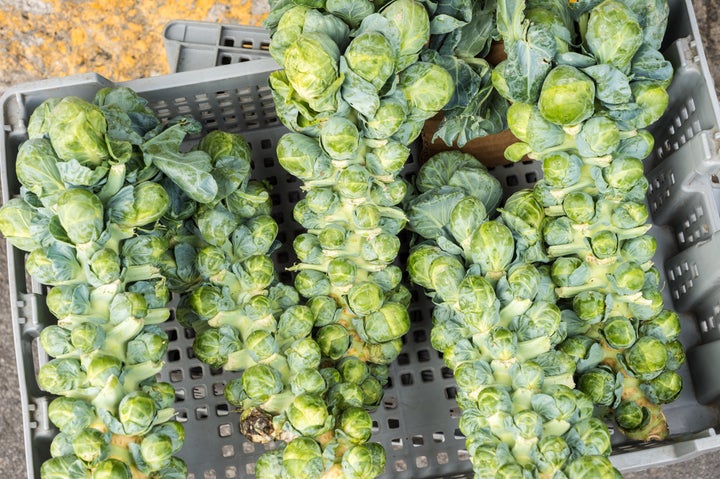 Brussels sprout stalks, full of fresh sprouts