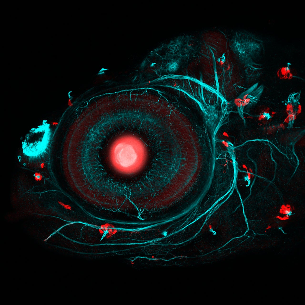 This four-day-old zebrafish embryo has been genetically modified using DNA-editing.