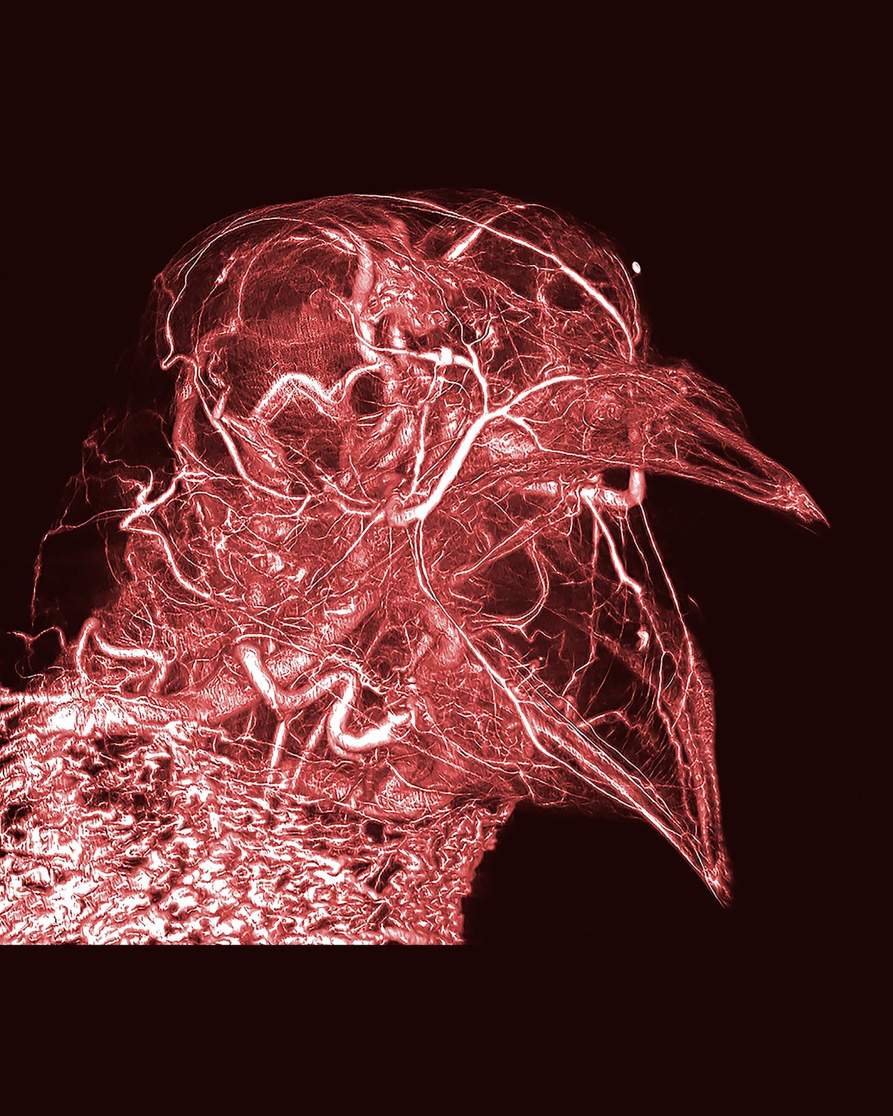 Pigeon thermoregulation: a contrast agent developed during the project allows researchers to see the entire network of blood vessels in an animal.