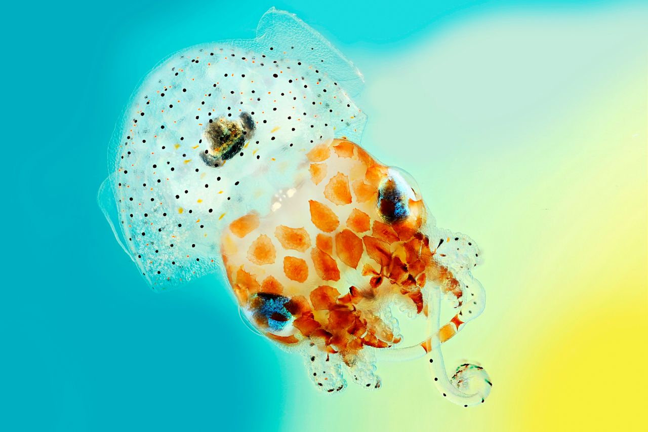 This image shows a baby Hawaiian bobtail squid. The black ink sac and light organ in the centre of the squid's mantle cavity can be clearly seen.