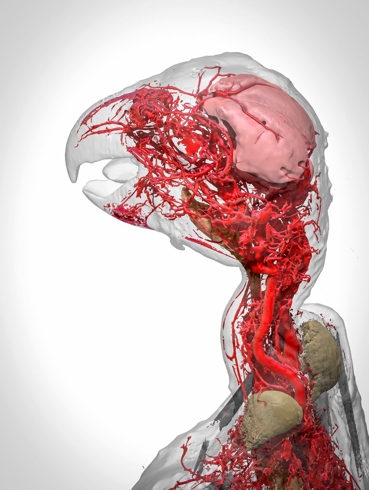This image shows a 3D reconstruction of an African grey parrot post euthanasia, including its highly intricate system of blood vessels. 