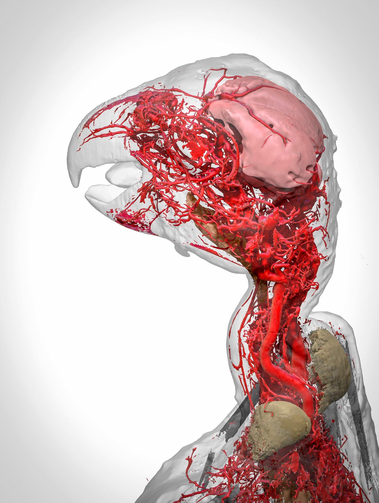 This image shows a 3D reconstruction of an African grey parrot post euthanasia, including its highly intricate system of blood vessels. 