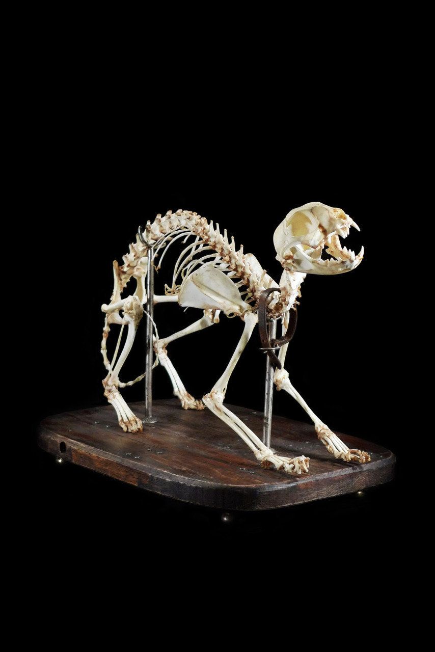 Articulated Cat skeleton 