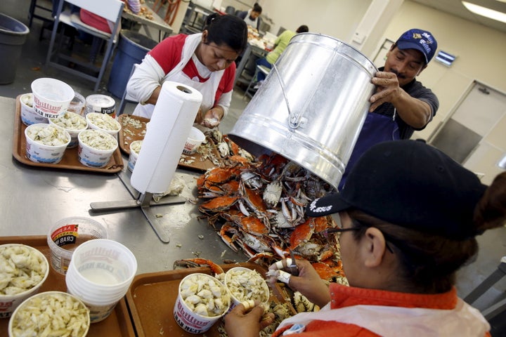 Mexican workers, who came as seasonal laborers under the H-2B program, process crabs on Hoopers Island, Maryland, in August 2015.