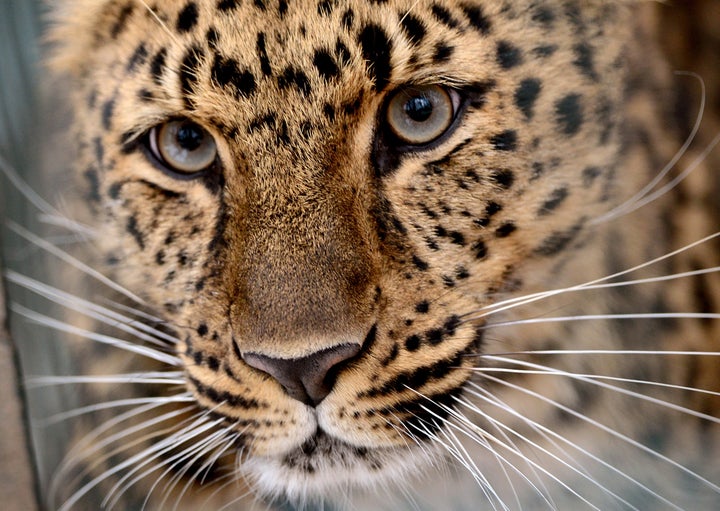 An amur leopard.