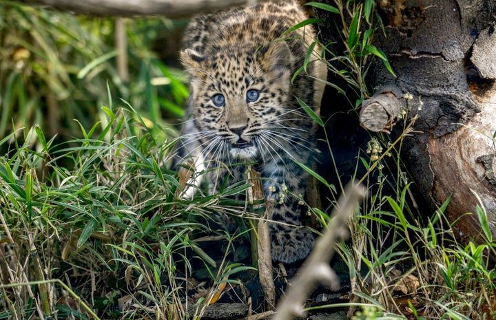 Of all the world's leopards, the Amur is the most endangered.