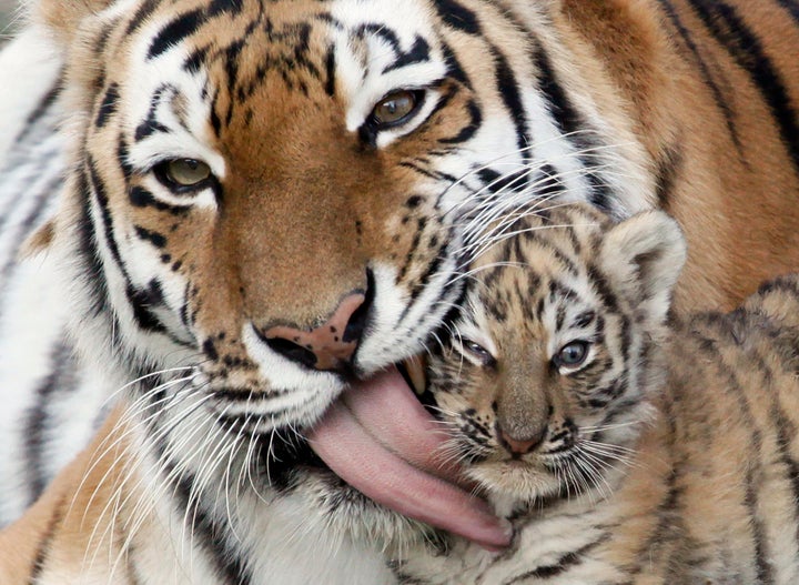 The Amur tiger almost went extinct in China in the 1990s. Now, the government is establishing one of the world's largest sanctuaries for big cats in an effort to revive the subspecies.