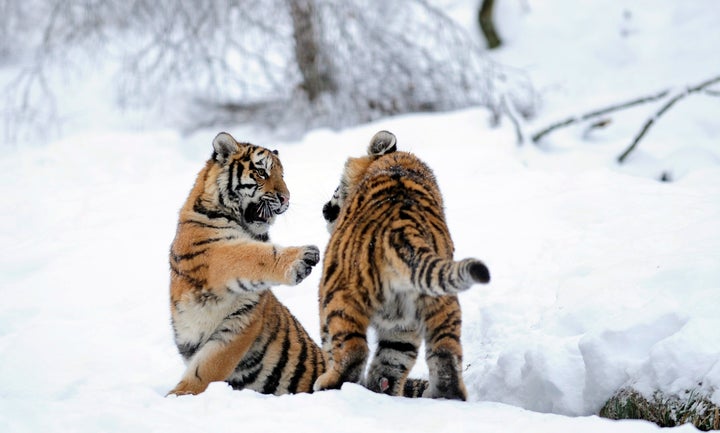 Amur tiger cubs play in the snow.