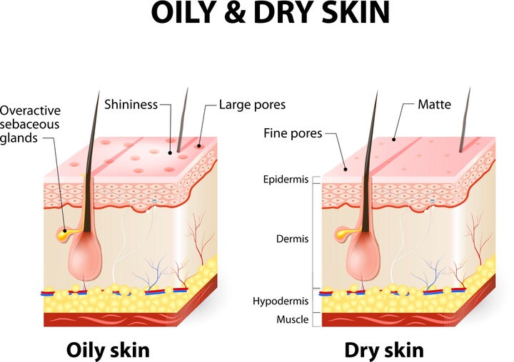 The difference between oily and dry skin