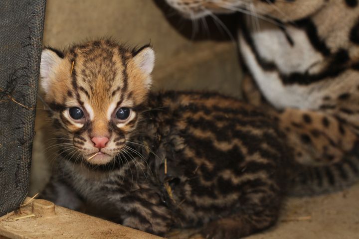 This ocelot kitten is the first to be produced following a fixed-time AI procedure