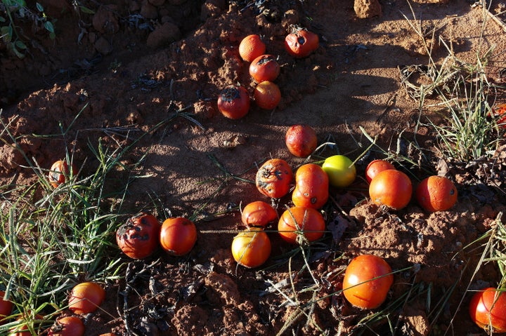 On the Chandler Mountain tomato farm where Spencer brought unemployed U.S. citizens to work the fields, the majority of the tomato and pepper crops rotted and were left unharvested.