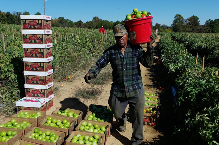 Instead of the usual 20-30 Mexican migrant farm workers on the Chandler Mountain, Alabama tomato farm, only four harvested a small percentage of the crops in 2011.