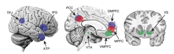 The three brain networks that may be involved in social media use