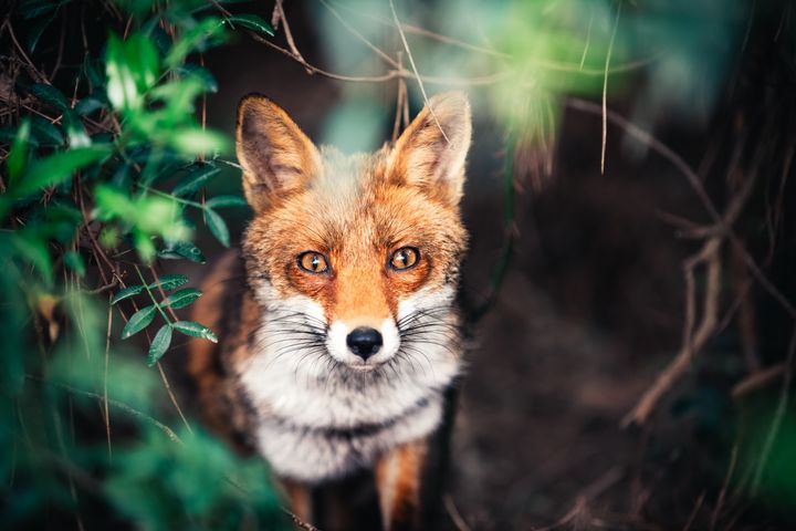 <strong>The Burns Inquiry estimated that hunts killed between 21,000 and 25,000 foxes every year before the ban.</strong>
