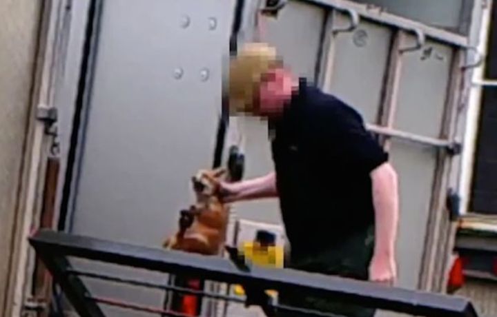 An investigation was launched after footage appeared to show live fox cubs being thrown into hunting hound kennels.