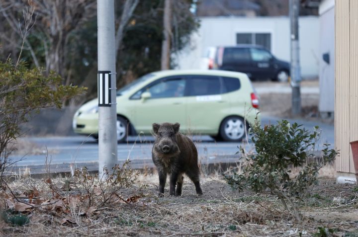 A wild boar in a residential area of an evacuation zone near the Fukushima Daiichi nuclear power plant.