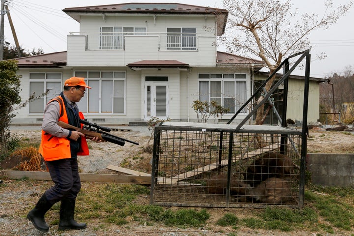 Wild boars in a trap in the town of Tomioka in early March.