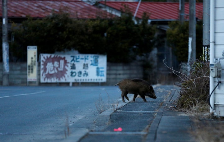 A wild boar walks on a street at a residential area in an evacuation zone near the Fukushima Daiichi nuclear power plant