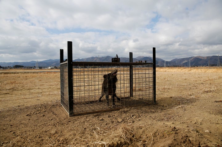 A wild boar caught in a trap.