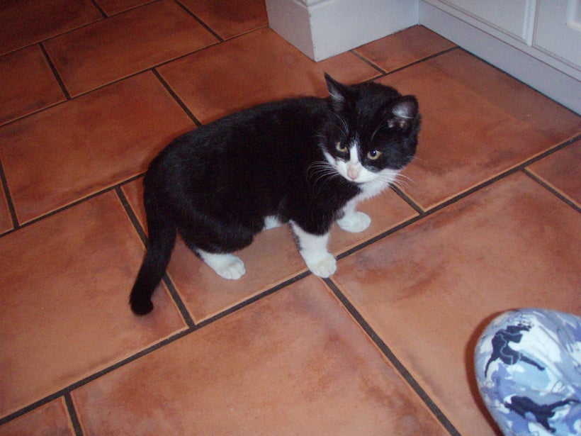 Baby Oreo