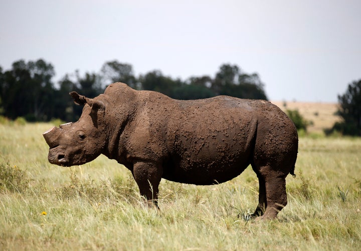 A dehorned rhino seen in South Africa. 