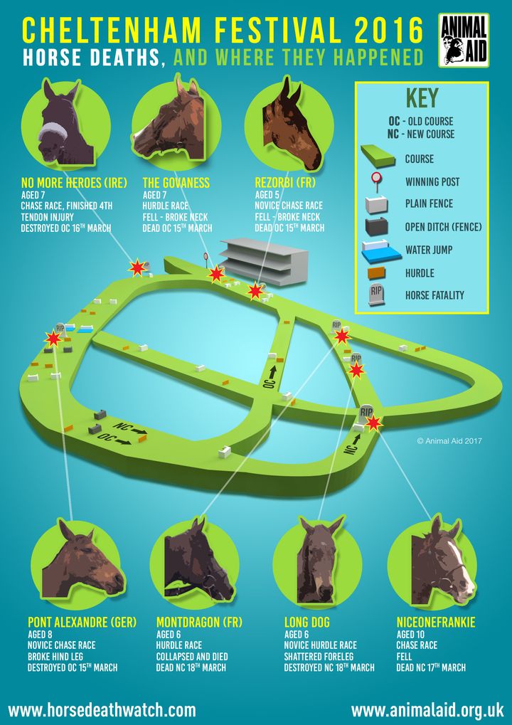 An Animal Aid graphic showing where the seven horses died at last year's Cheltenham Festival.