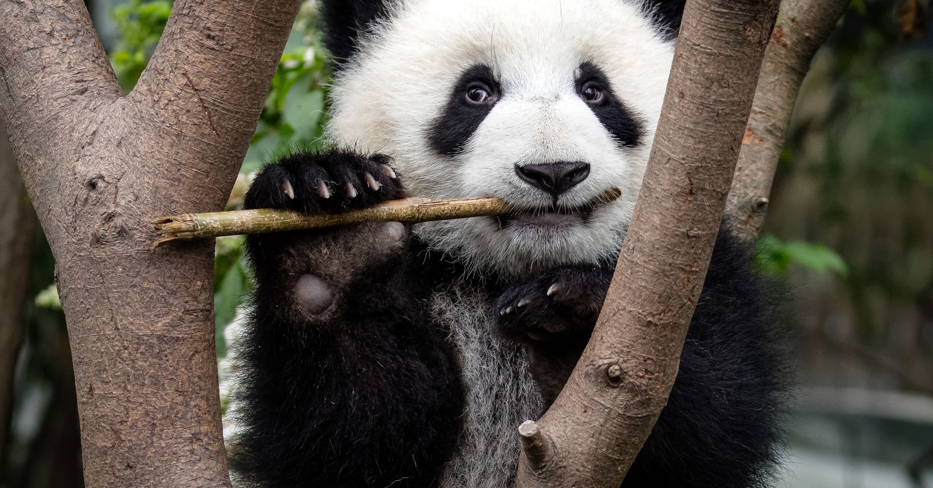 climate-change-threatens-giant-panda-recovery-huffpost