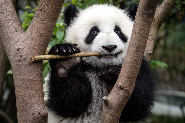 Climate Change Threatens Giant Panda Recovery Huffpost