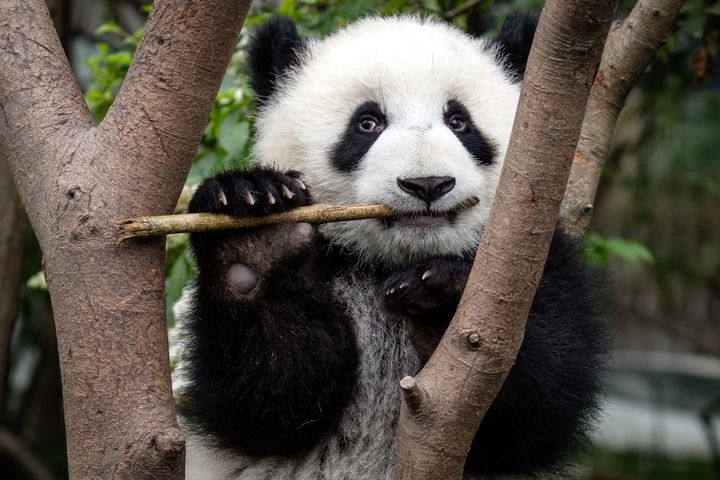 Giant pandas could be affected by climate change in the future. 