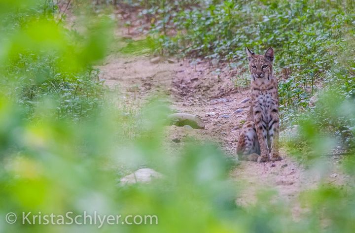 The bobcat is one of five wild cat species that live in the borderlands of the US and Mexico. With an essential need for large home territories, cats must have access to travel corridors.