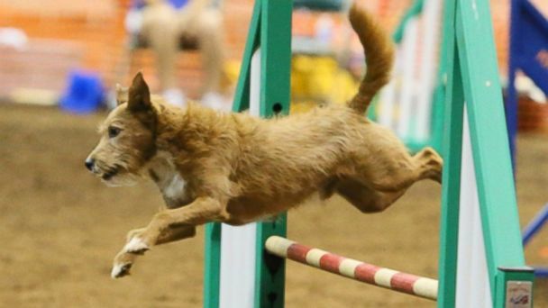 Mutts Get Their Day at Westminster Dog Show 