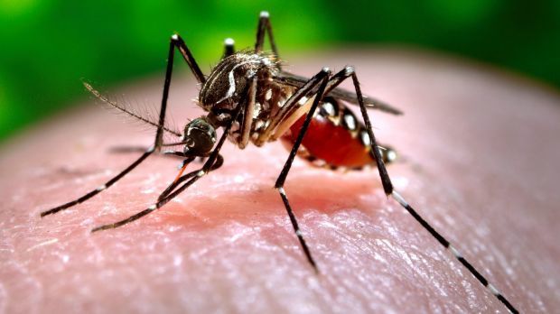 <p>Dengue is transmitted primarily by the <em>Aedes aegypti</em> mosquito.</p>