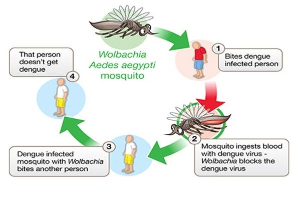 Research has shown that Wolbachia blocks dengue transmission. 