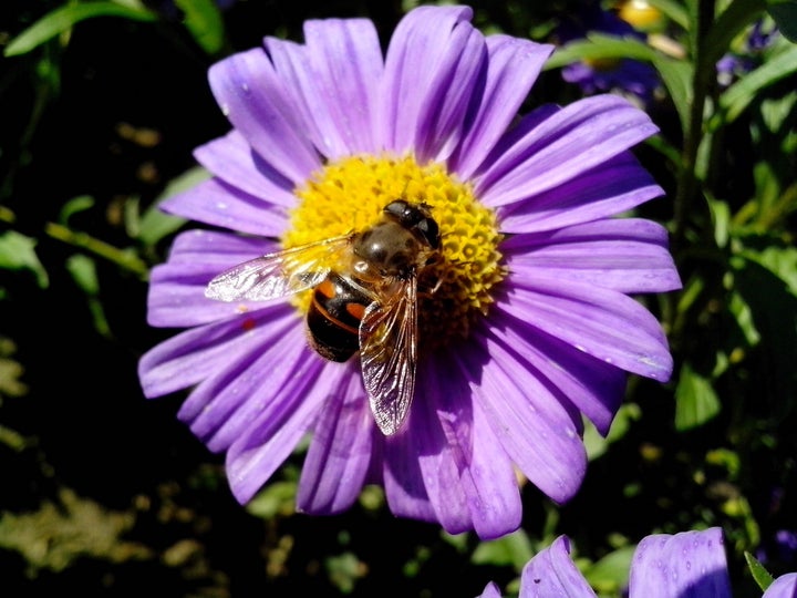 Have you ever watched a bee go about its daily life? 