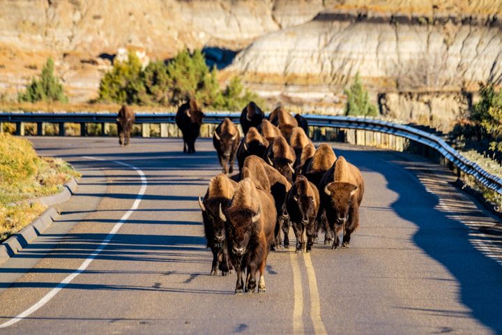 A bison herd on Park Loop Road in the south unit of the park.