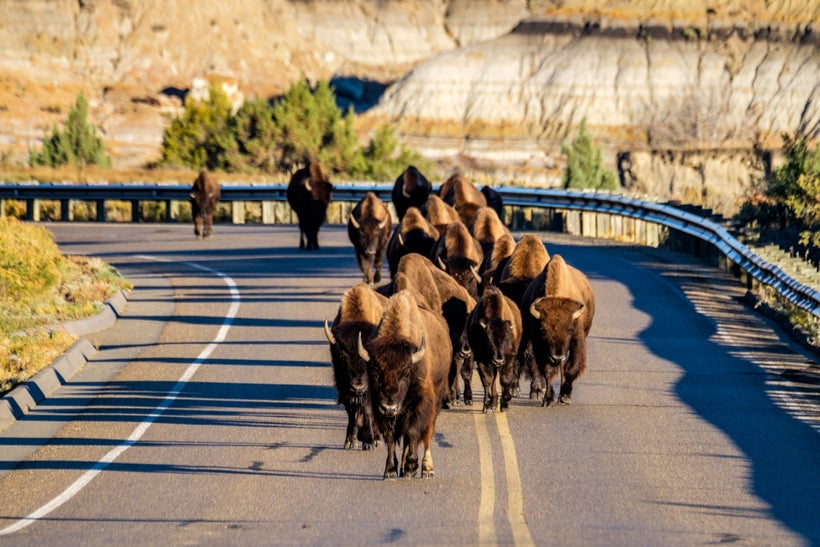 <em>A bison herd on Park Loop Road in the south unit of the park.</em>