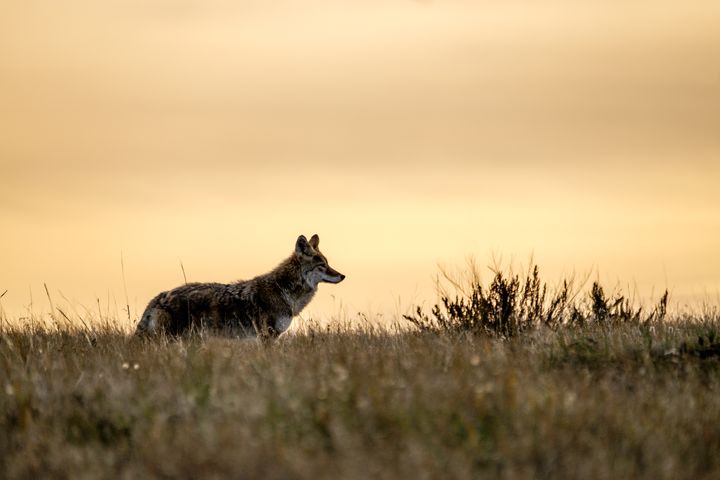 A coyote scans the landscape at dusk.